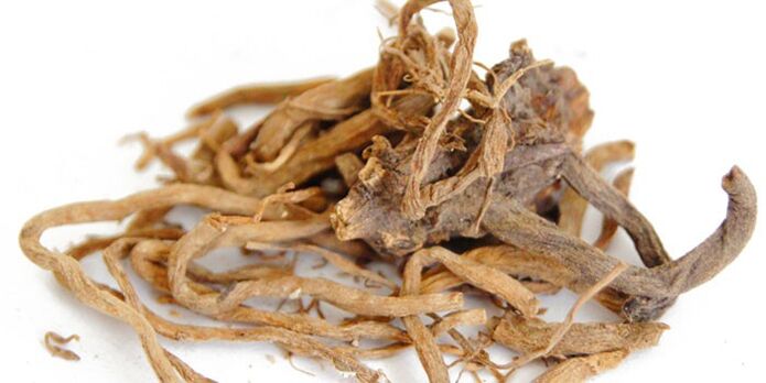 A decoction of the root